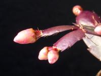 Thumbnail of 1959_Schlumbergera Hybride rot_20151023_02(1).JPG